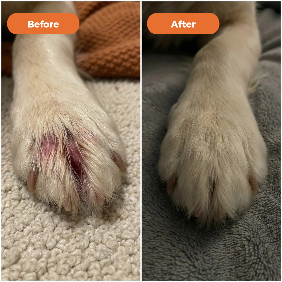 Dermiflora™ – Helps control yeast and reduce itching from the root