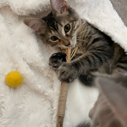 Dental Bite™ – Natural Dental Chew Toy for Cats