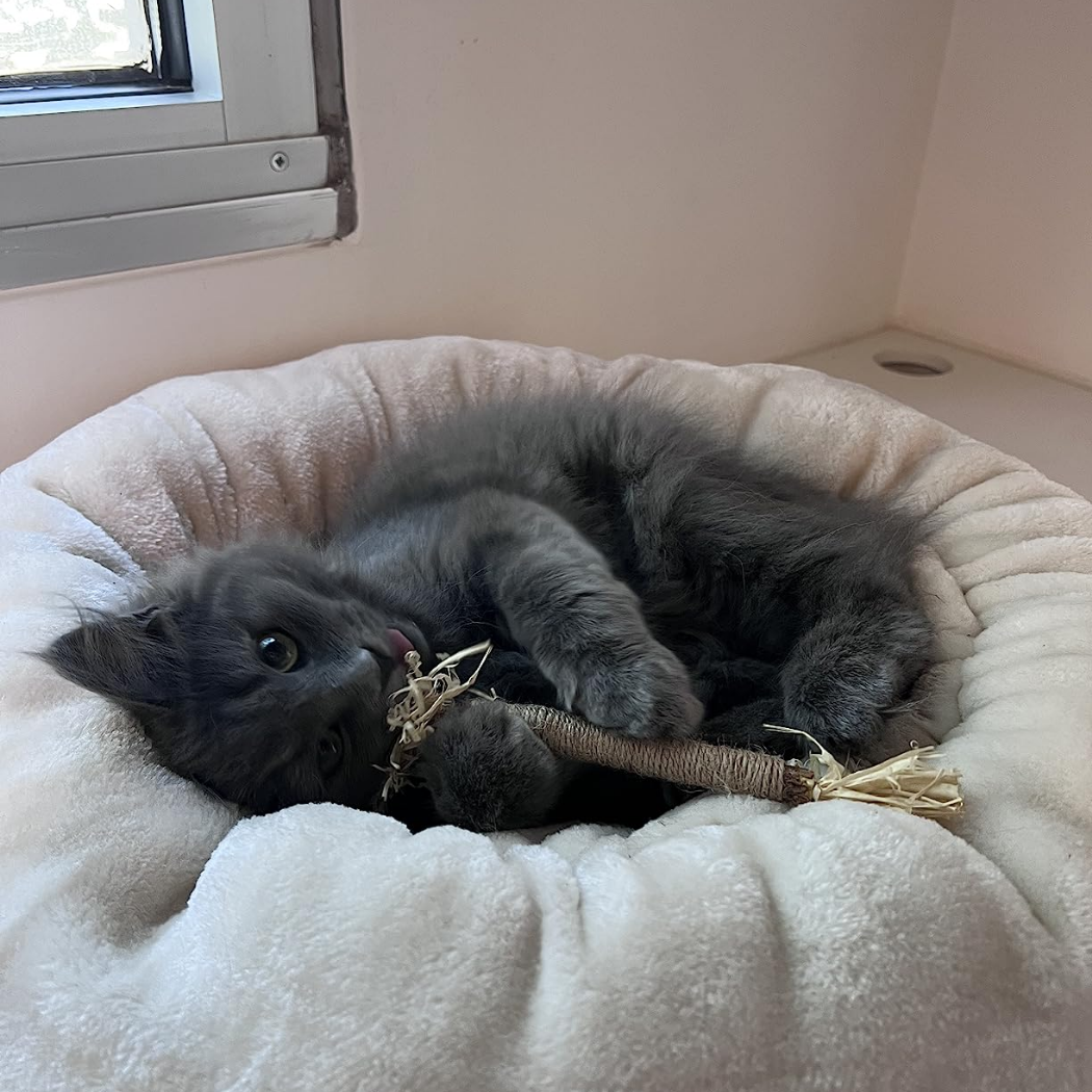 Dental Bite™ – Natural Dental Chew Toy for Cats